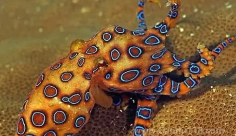 藍(lán)環(huán)章魚(yú)毒性排第幾（藍(lán)環(huán)章魚(yú)的天敵是誰(shuí)）